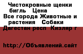 Чистокровные щенки бигль › Цена ­ 15 000 - Все города Животные и растения » Собаки   . Дагестан респ.,Кизляр г.